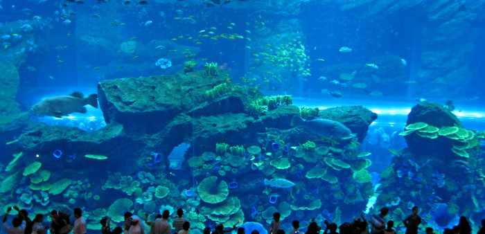 aquarium dubai mall