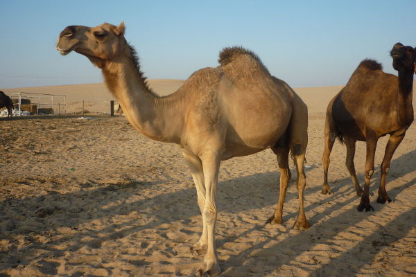 chameau desert